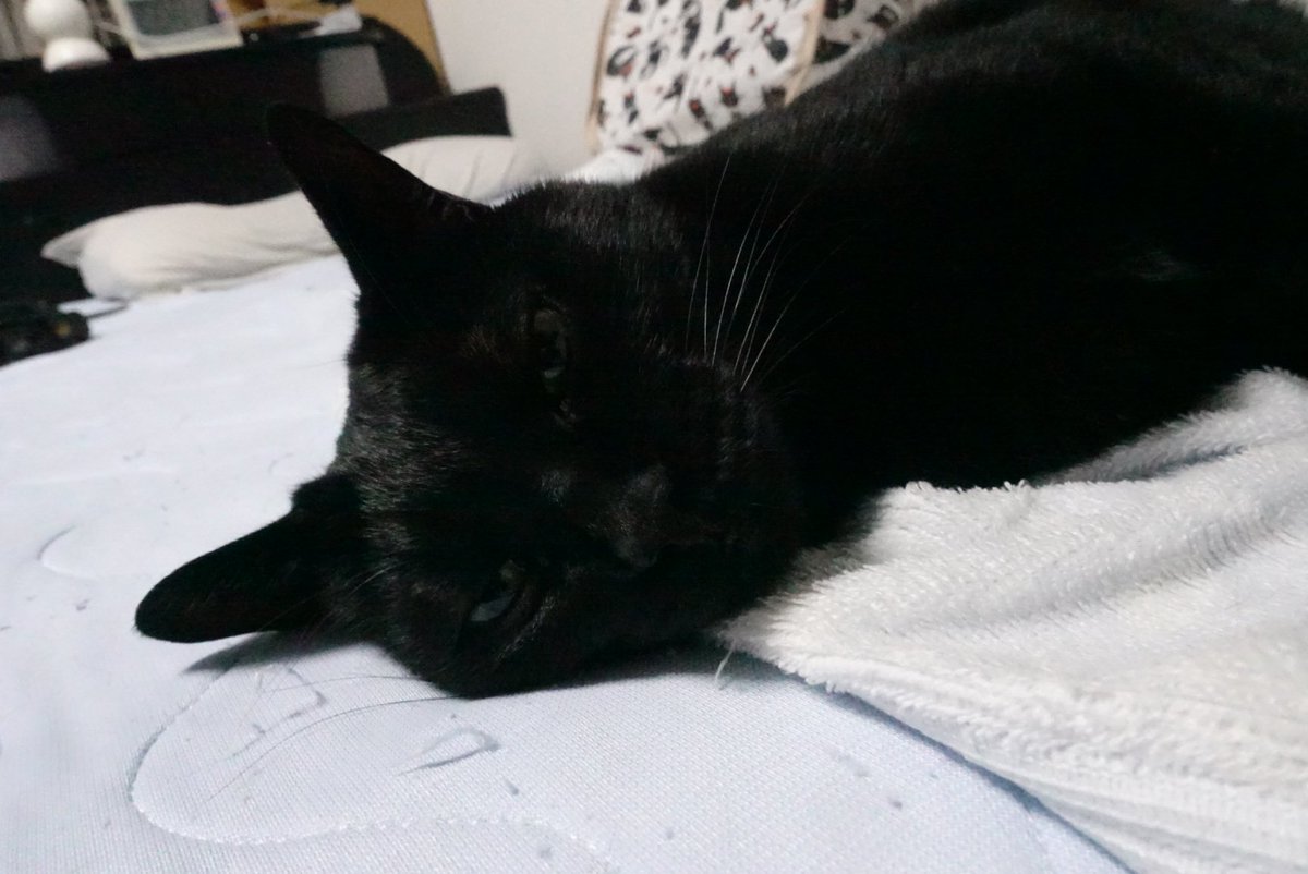 kojiro_noir's tweet photo. ベッドで爆睡する小次狼
＃保護猫　＃猫と暮らす　＃猫のいる暮らし　＃黒猫 https://t.co/NMxofhgiwY