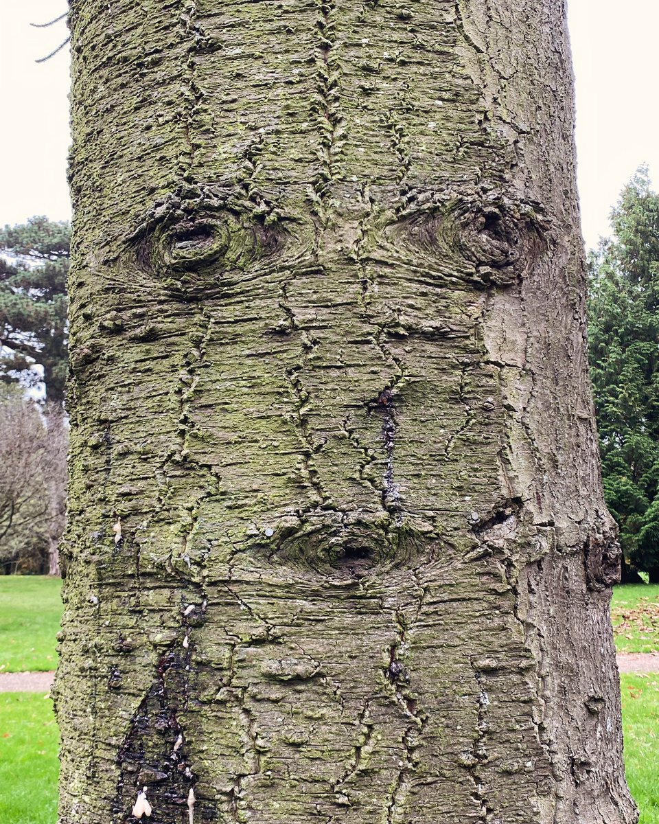 BardyMum's tweet photo. Ever felt like you’re being watched? This grizzled tree detective has seen it all before… #thingswithfaces https://t.co/dstIbkVynE