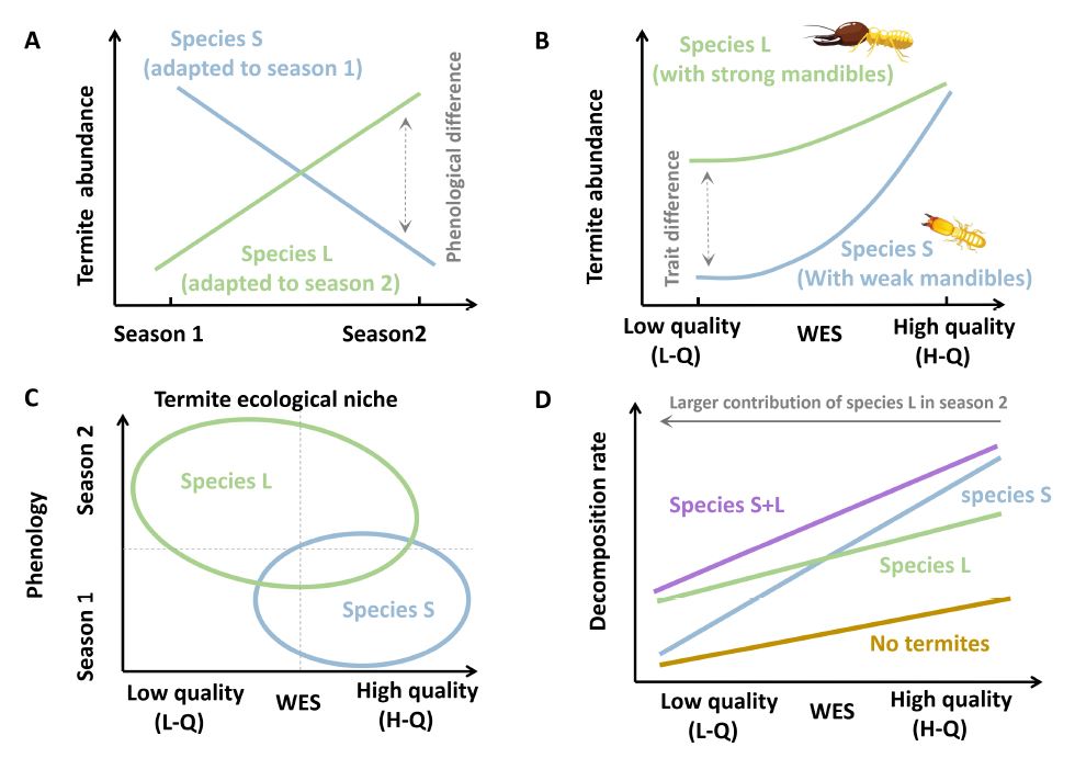 Nice work led by Chao Guo, Hans Cornelissen &amp; Yan En-Rong showing that phenological and morphological traits of termites influence wood decomposition rates and that trait complementarity of the two dominant species lead to overall faster decomposition. doi.org/10.1111/ele.70…