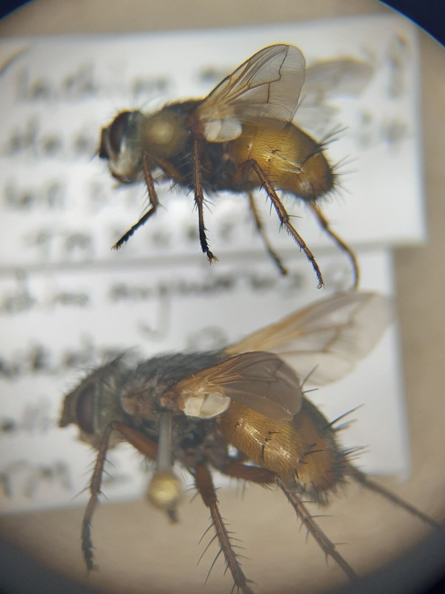 A couple more Suffolk Tachina  from last week ready for the BENHS Tachinid workshop on 16th November. The females are tricky and often appear to be somewhere between fera and magnicornis. The smaller of these has black tarsi, wide end to abdominal stripe and narrow frons for eg.