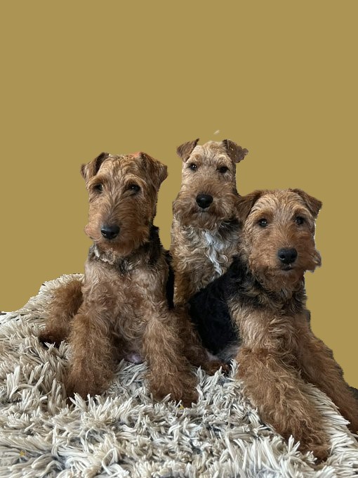 Butler here. We are busy setting up the household for the imminent arrival of Miss Ada Bolhaus-de-Welsh.

The first thing to go up is the family portrait of Ada's Mother, Grandmother and Uncle Nigel. 

We will install a separate portrait of the family patriarch <a href="/ChukkaBennett/">Bolhaus Terriers</a>