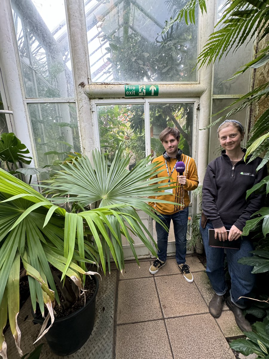 CUBotanicGarden's tweet photo. Listen live on @BBCCambs breakfast 0940 this morning to hear about how & why we went about moving our rare Tahina palm to @edenrainforest & what we received in return!
#BotanicGardens #PlantNetwork #RarePlants https://t.co/xIkHlcQpXF