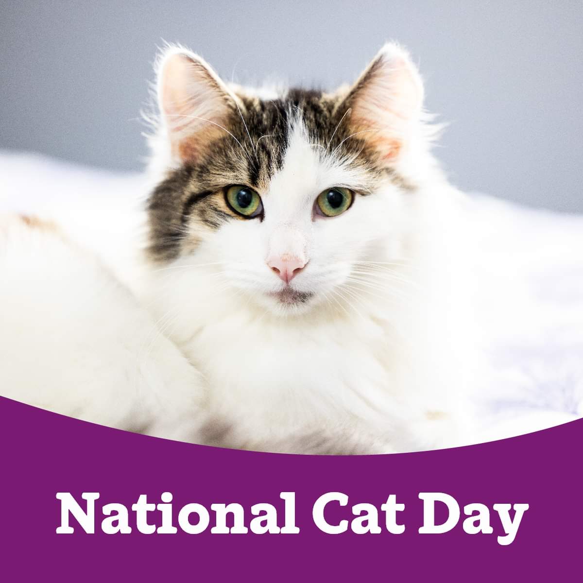 📅 Its National Cat Day ! 🐈💜🐾

cats.org.uk/cats-blog/hist…

#NationalCatDay #CharityTuesday #TeamCats #Community #Charity #AnimalWelfare #CatWelfare #CatRescue #CatsProtection #WhyWeDoWhatWeDo #HereForTheCats