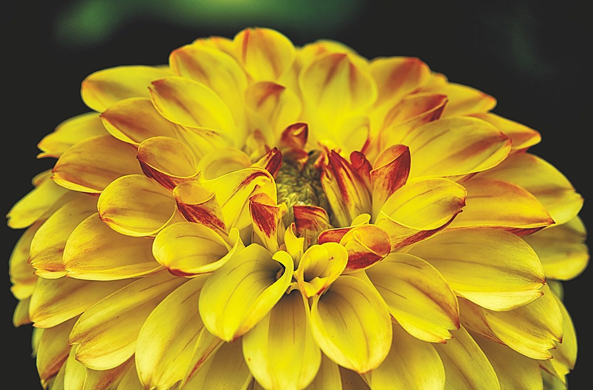Cranborne Garden Cen (@cranbornegarden) on Twitter photo IN THE GARDEN
A key job for October from Cranborne Garden Centre
Keep a watch on your Dahlias - lift them, if they have been blackened by frost, and store in a cool dry place
#toptip #gardening #dahlia <a href="/CranborneGarden/">Cranborne Garden Cen</a> IN THE GARDEN
A key job for October from Cranborne Garden Centre
Keep a watch on your Dahlias - lift them, if they have been blackened by frost, and store in a cool dry place
#toptip #gardening #dahlia <a href="/CranborneGarden/">Cranborne Garden Cen</a>