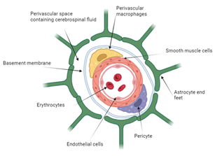 In other stroke models, Joe is investigating how changes to the blood vessels within the brain and immune cells surrounding them influence outcomes following ICH, with the aim of discovering new targets for treatments in the future.