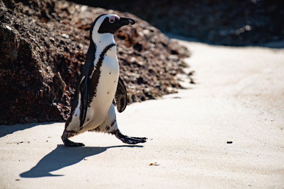 🚨 EXTINCTION ALERT 🚨

The <a href="/IUCN/">IUCN</a> has just uplisted the African penguin from Endangered to Critically Endangered. 

I've spent so much time swimming with these precious birds. This is absolutely devastating.

👉📖 sanccob.co.za/news/african-p…