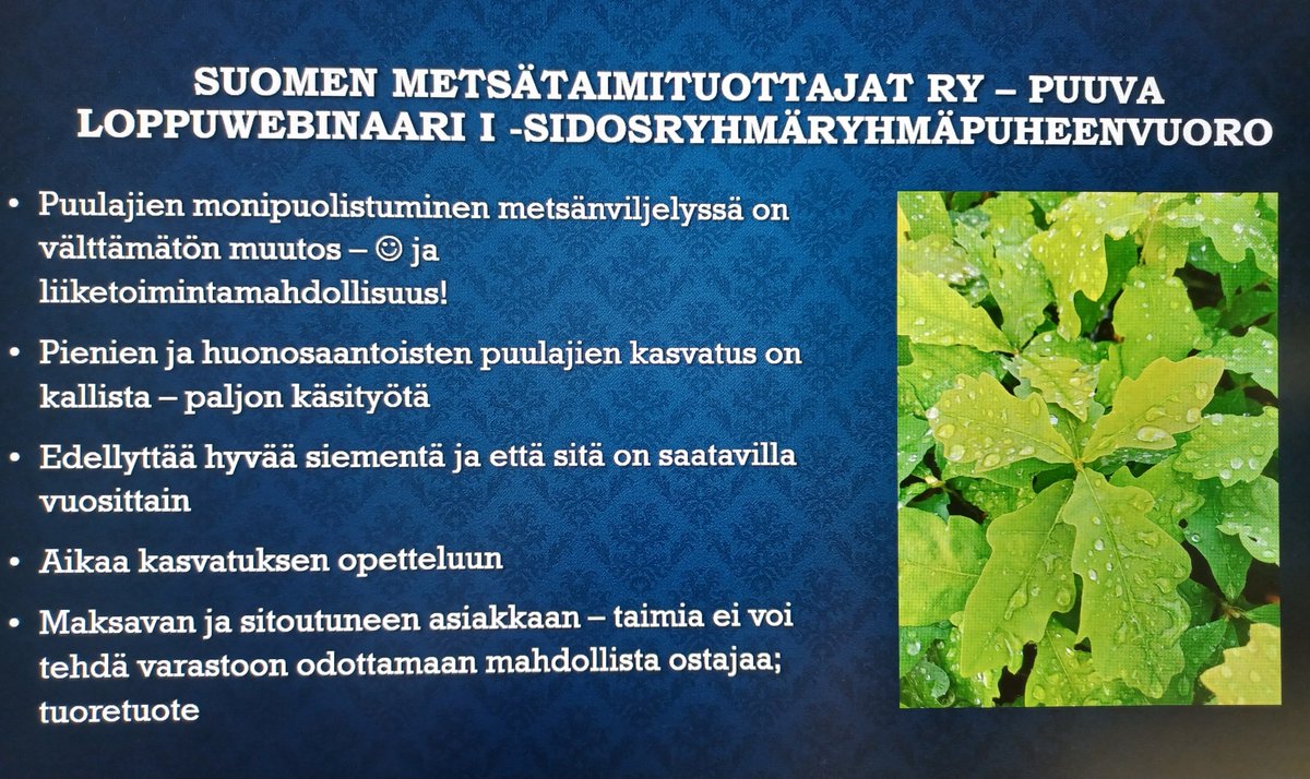 Puulajivalikoiman monipuolistamishankkeemme ensimmäinen webinaari vielä hetken käynnissä. Metsätaimituottajien viestin toi <a href="/AnneImmonen4/">Anne Immonen</a>. Tarvitaan siementä ja monien toimijoiden sitoutumista monipuolistamiseen.