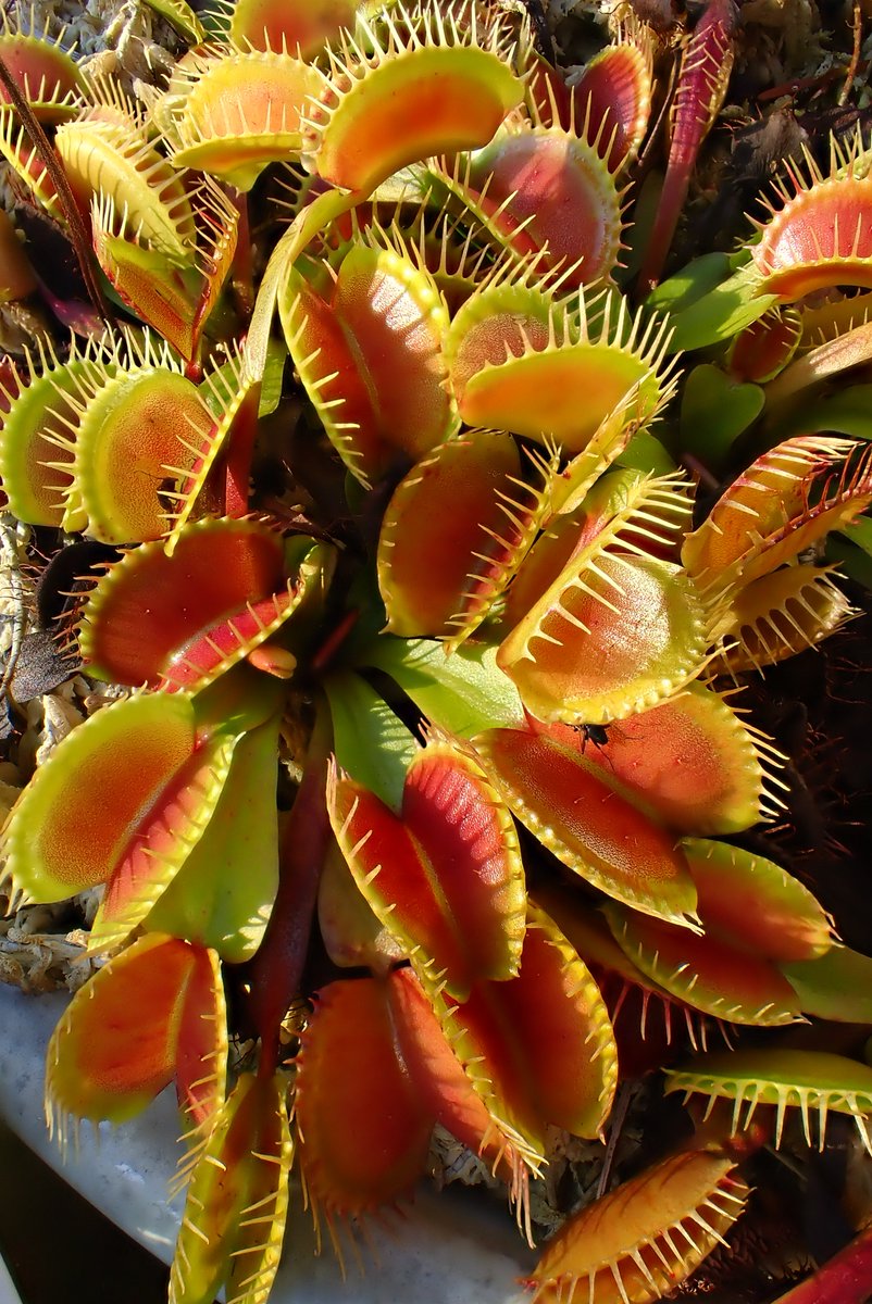 moiwayama_nepen's tweet photo. #ハエトリソウ #鈴木系 #春及園 #Dionaea #食虫植物 #Carnivorous_plants #Venus_flytrap #suzuki #TG6
山田食虫植物農園さんのところの、鈴木系です。秋にかなり見応えのある姿となります。家に来てから、かれこれ10年程度は経過していると思います。 https://t.co/oxGyof6uND