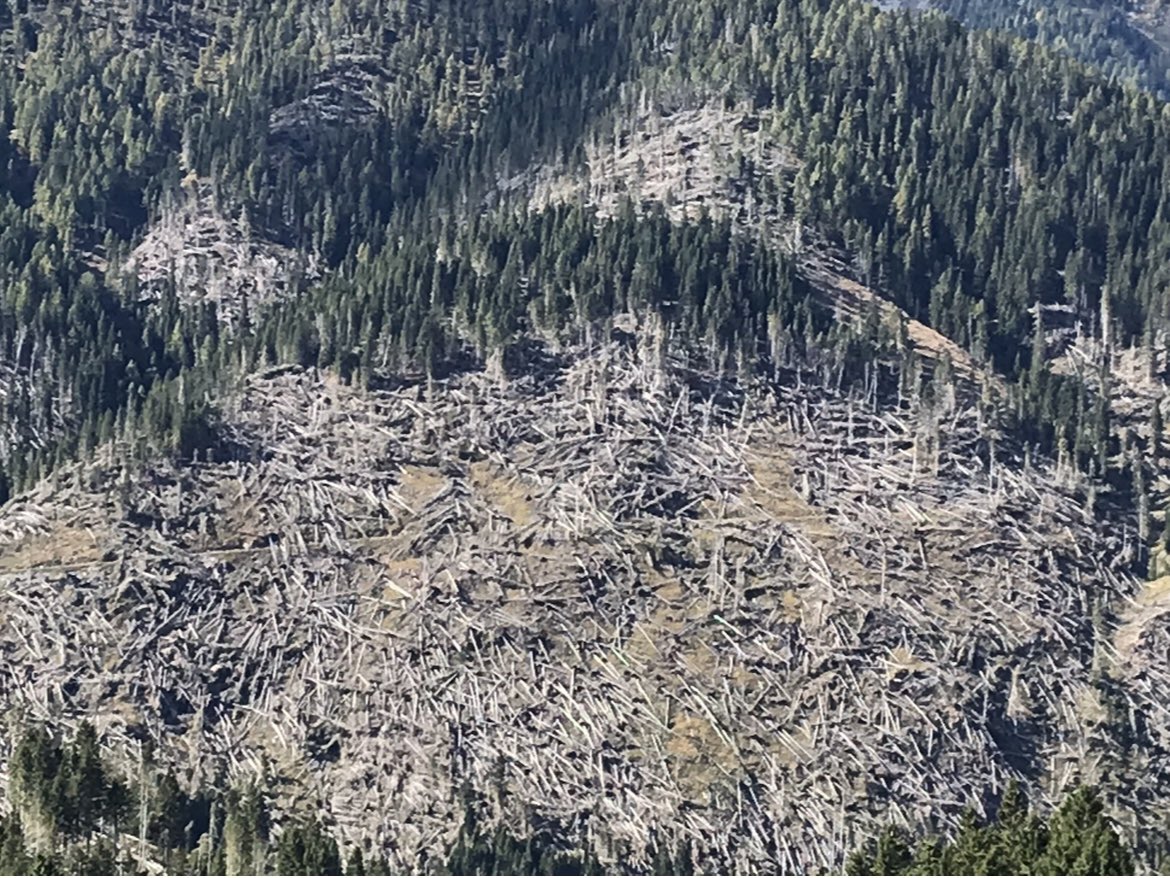 Sono passati sei anni dalla tempesta Vaia, la notte che nel nord est italiano sembrò venire giù il mondo, e invece il mondo rimase al suo posto, ma quel vento caldo venuto sud e da un Mediterraneo già torrido fece cadere quattordici milioni di alberi in poche ore, abbastaza da