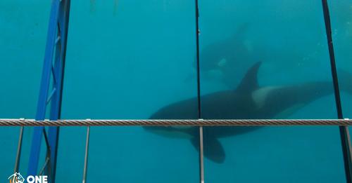 Dolphinaria Free Europe member One Voice is attending a hearing in southern France, which will decide whether Wikie and Keijo, 2 orcas held at Marineland, Antibes, will be retired to a sanctuary or transferred  to another facility. 
one-voice.fr/news/action-le…

Update to follow.