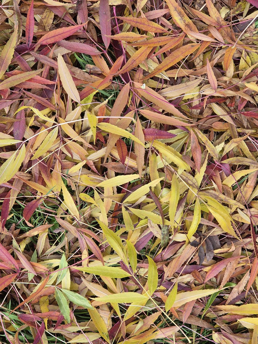 Groundscape under Narrow-leaved Ash by Wivenhoe station. Reliable autumn colours,  and always drops its leaves on or around this date. A real beauty!