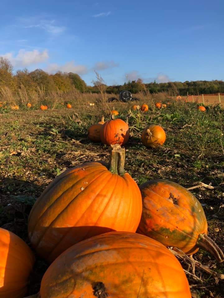 AndyBason's tweet photo. A busy weekend hosting PYO pumpkins.
It's very disappointing when people think that we've brought them to the field from elsewhere!
#realfarming https://t.co/xjgvuzglfm