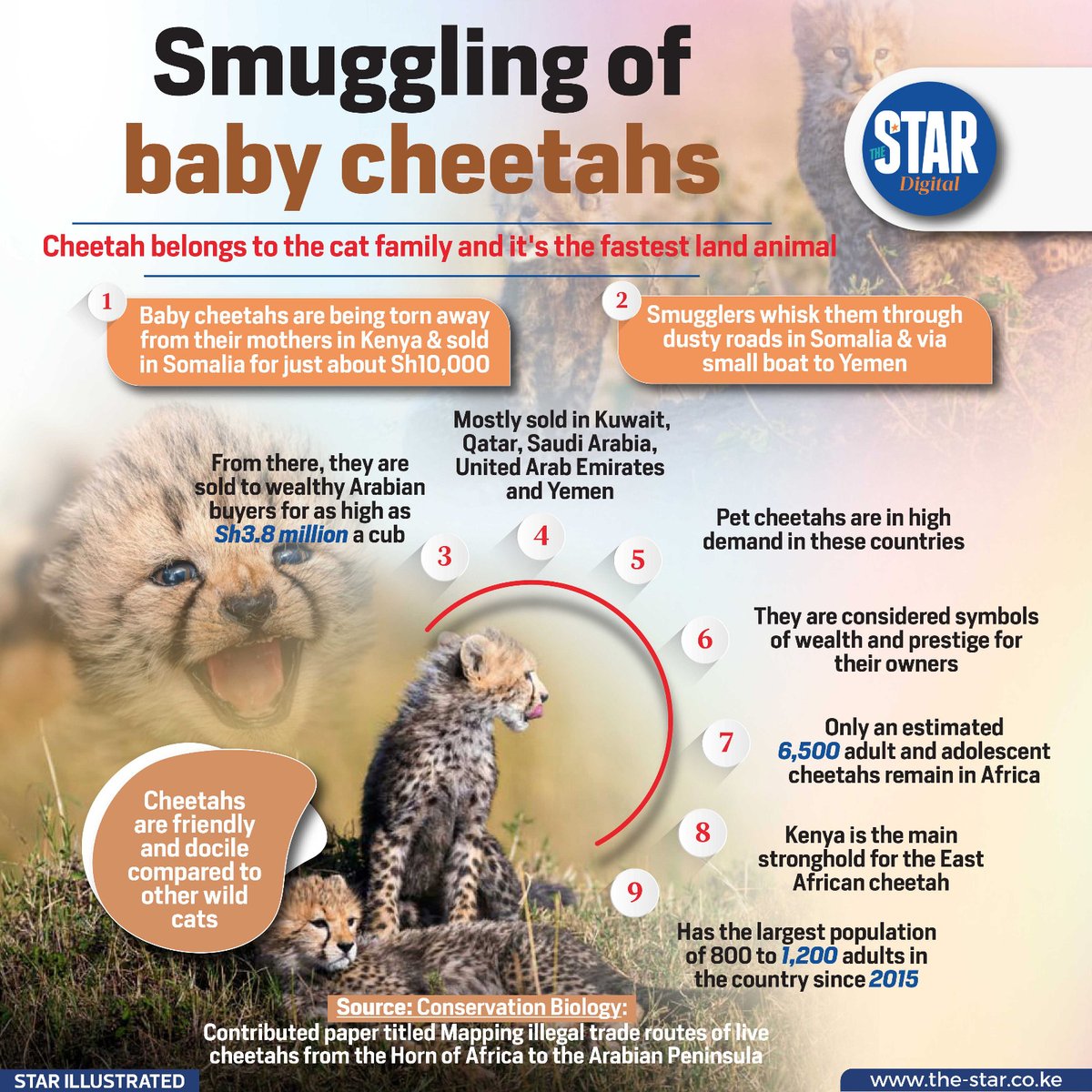 Baby cheetahs are being torn away from their mothers in Kenya and sold in Somalia for just about Sh10,000.

#Starinfographics
