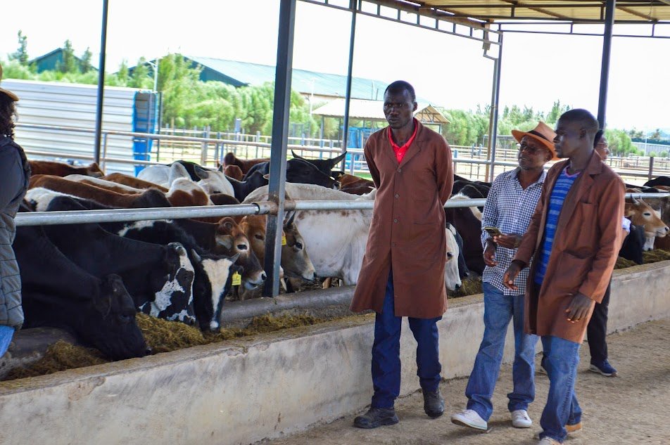 KenyaCattle's tweet photo. • Demonstrations of the mechanized feed distribution system
• Overview of the loading area and farm's cattle exit point
• A sumptuous lunch of Ongole farm’s beef
• Question and Answer recap session and remarks by KCFA officials

5/6 https://t.co/tukEYJS8i8