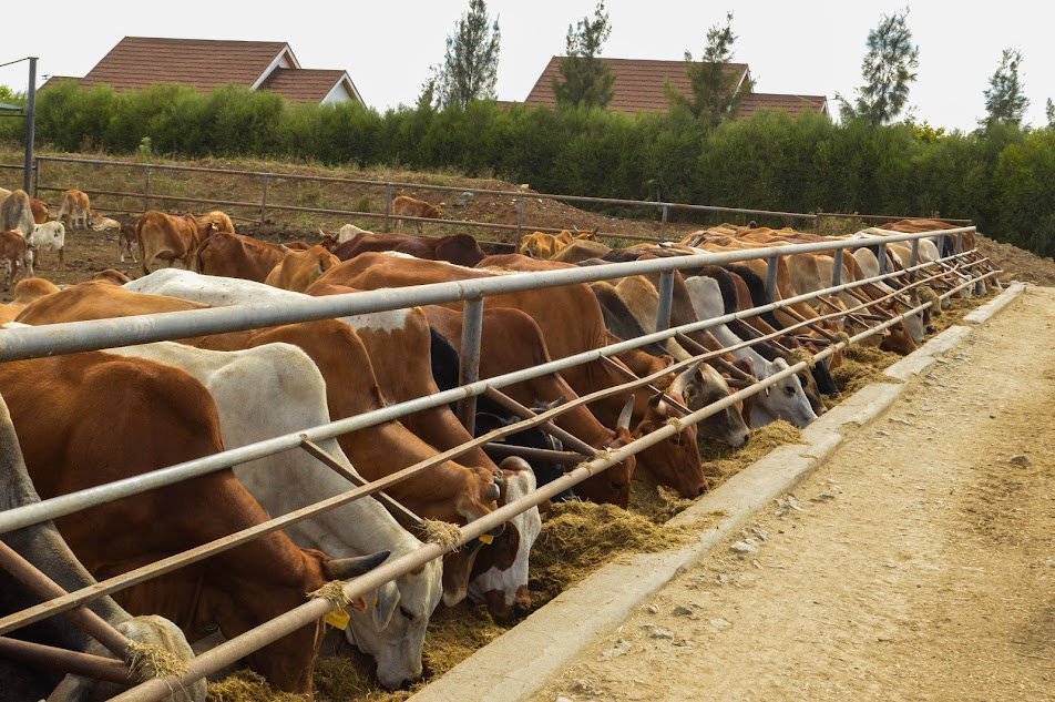 KenyaCattle's tweet photo. • Demonstrations of the mechanized feed distribution system
• Overview of the loading area and farm's cattle exit point
• A sumptuous lunch of Ongole farm’s beef
• Question and Answer recap session and remarks by KCFA officials

5/6 https://t.co/tukEYJS8i8