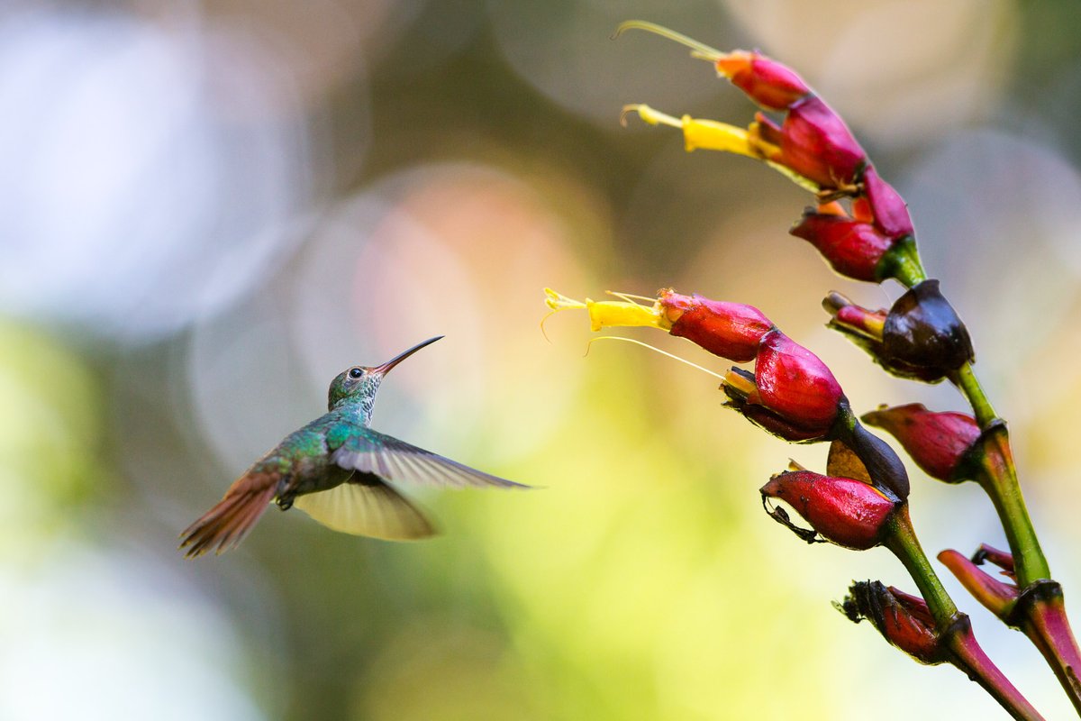 Incredible colours, timing and gear that can keep up 💪

This sensational hummingbird was shot by #CanonAmbassador @maxime_aliaga using the Canon EOS 5D Mark IV ❤️❤️❤️

canon.sm/3ZL915q

#HummingbirdPhotography #ColorfulNature #BirdLovers