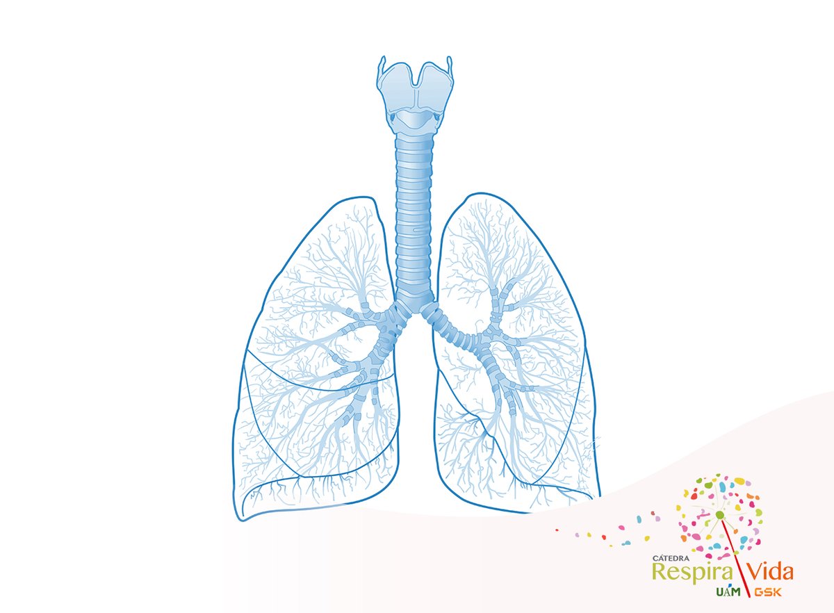 Esta semana se celebra el #DíaMundialdelaEPOC. Este evento anual pretende crear conciencia sobre la Enfermedad Pulmonar Obstructiva Crónica (EPOC) y promover una mejor comprensión de sus causas y tratamientos. Aprende más sobre esta patología 👉 lc.cx/UZjSRU