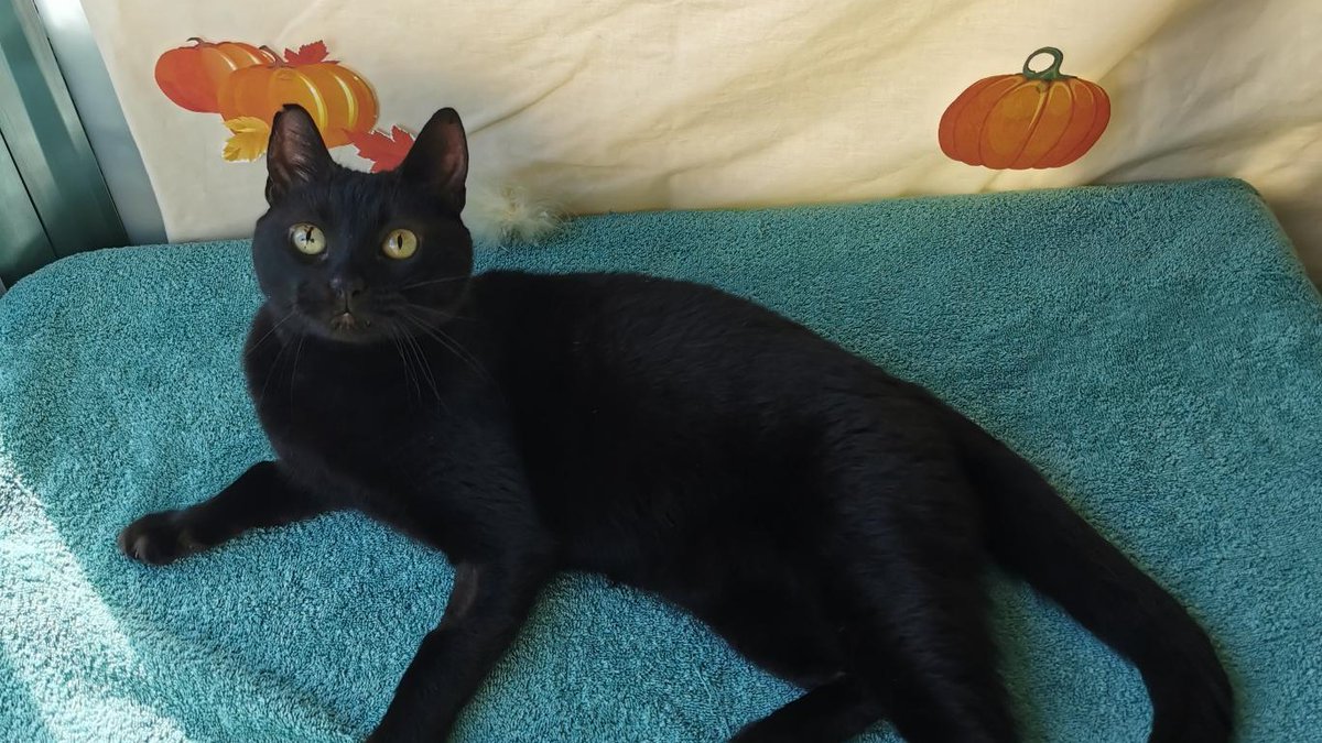 Halloween costumes are a lot of fun, but your pet probably won’t enjoy wearing one. 🎃 They can be dangerous and might cause them to injure themselves, especially if they become stressed out by wearing one. We think they’re just as cute without one. 😉