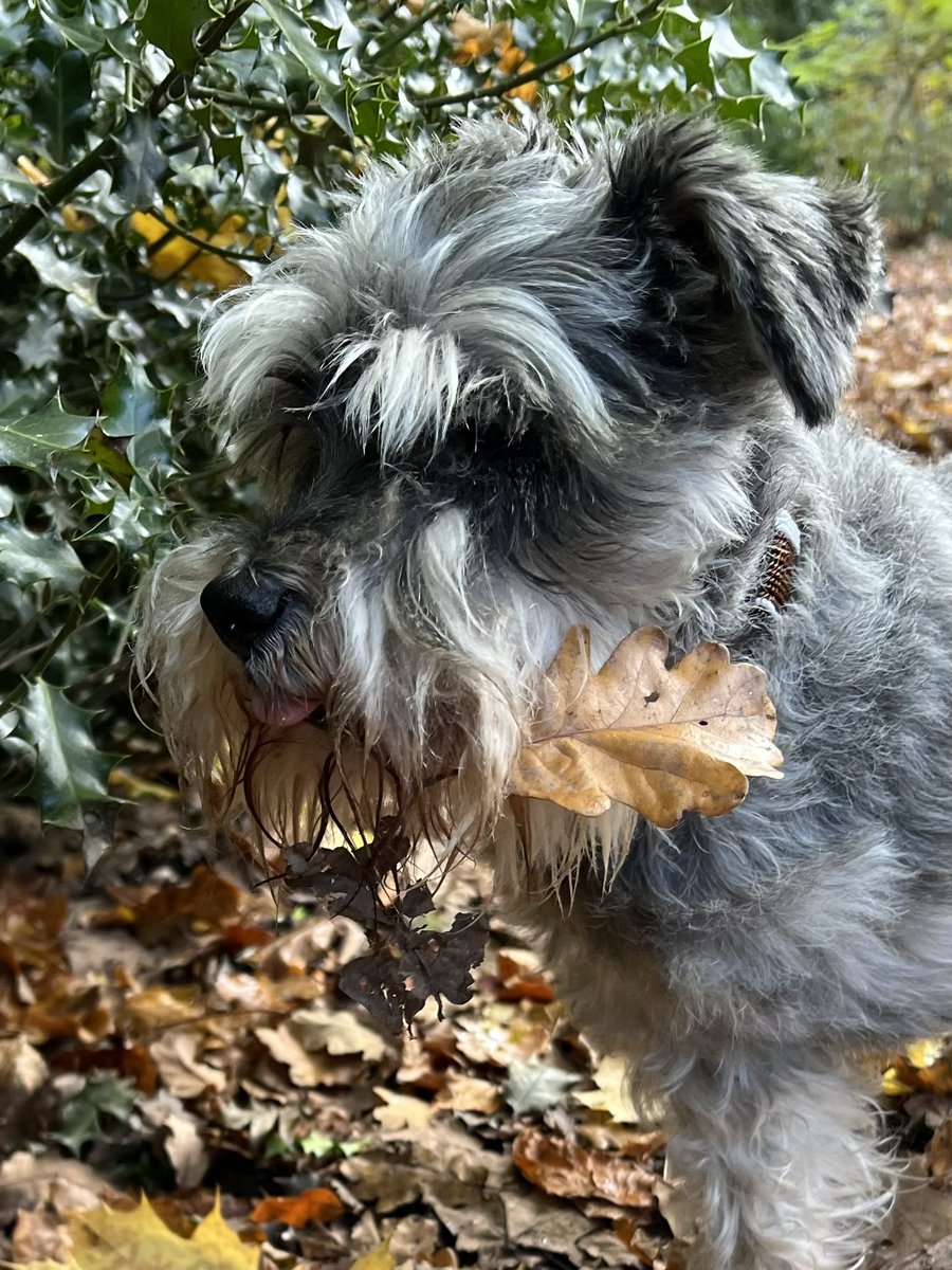 On trend with this seasons essential accessories 🍂 #tongueouttuesday    ☺️🐾