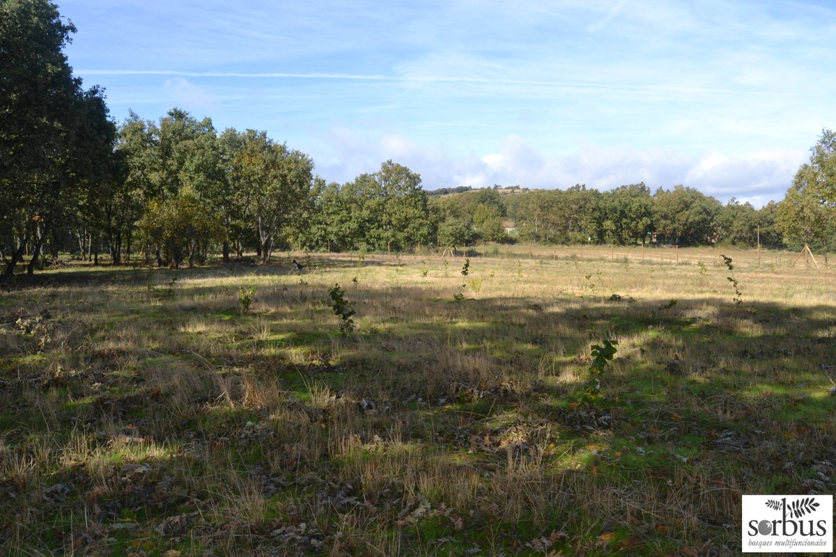 Tras la primera campaña, el proyecto de EVERGREEN en la #sierrasegoviana luce sus avellanos y castaños arraigados y dando nueva vida a suelos que habían sido cerealistas, y que se hallan enclavados entre masas de roble rebollo #sistemassilvoarables