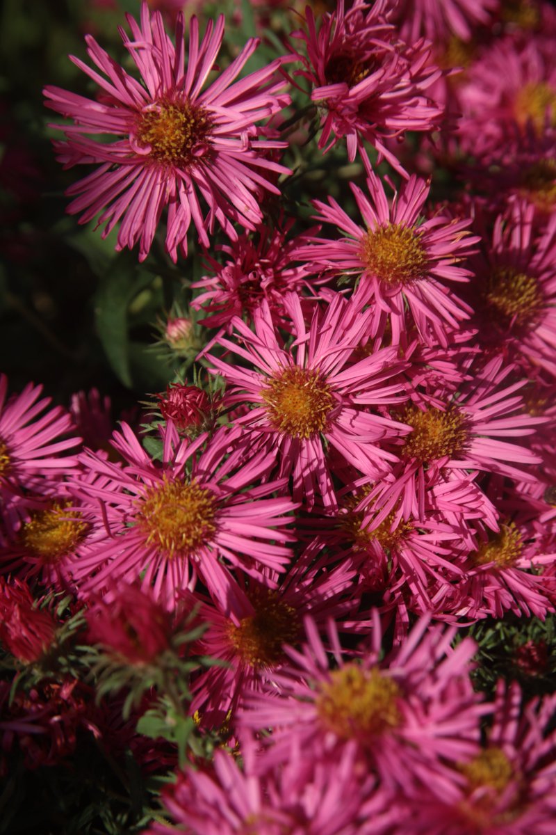 gontanokoneroku's tweet photo. Aster 😁 

#Photography #Flowers #Aster https://t.co/pGSdhNi8D6