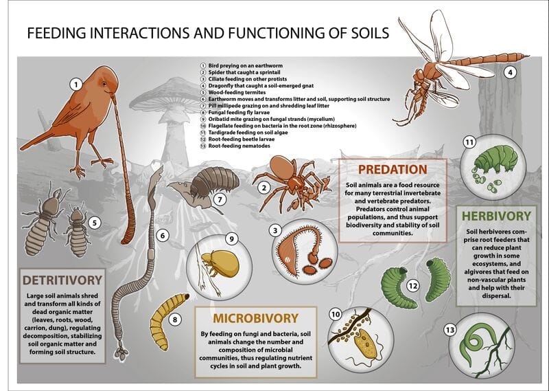Misitu_Yetu's tweet photo. 🌿🐛 Beneath the Aberdares lies a network of soil interactions—earthworms aerate, spiders control pests, microbes recycle nutrients—all essential for biodiversity. A 38km highway would disrupt this balance, harming soil health and wildlife.

#CancelNEMALicence #AberdareYetu 🌍 https://t.co/e95hNcuddB