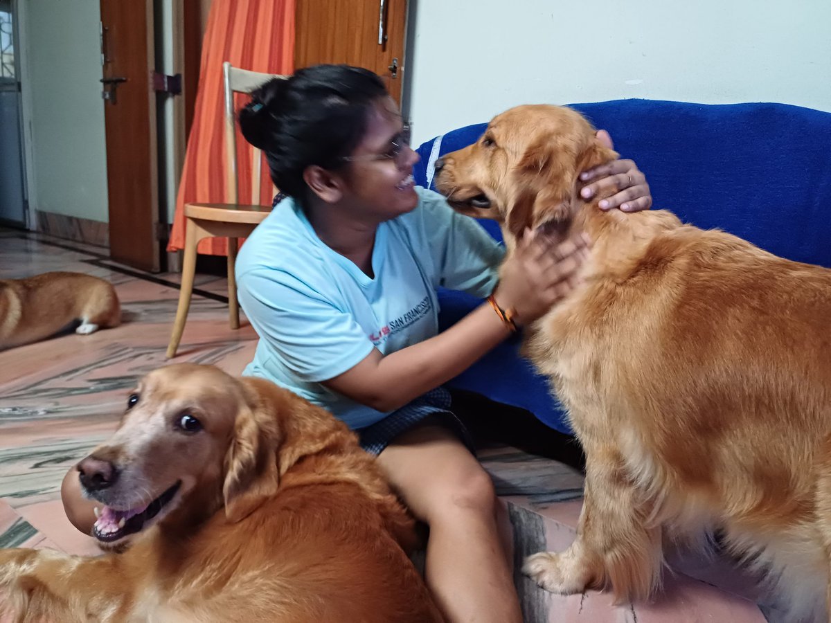 Umanshi9's tweet photo. Golden retriever ❤️😍 and corgis.
Any one want to corgis?
Ping me
#misti #mufasa #gini #halum #chini https://t.co/sgut7psfyp