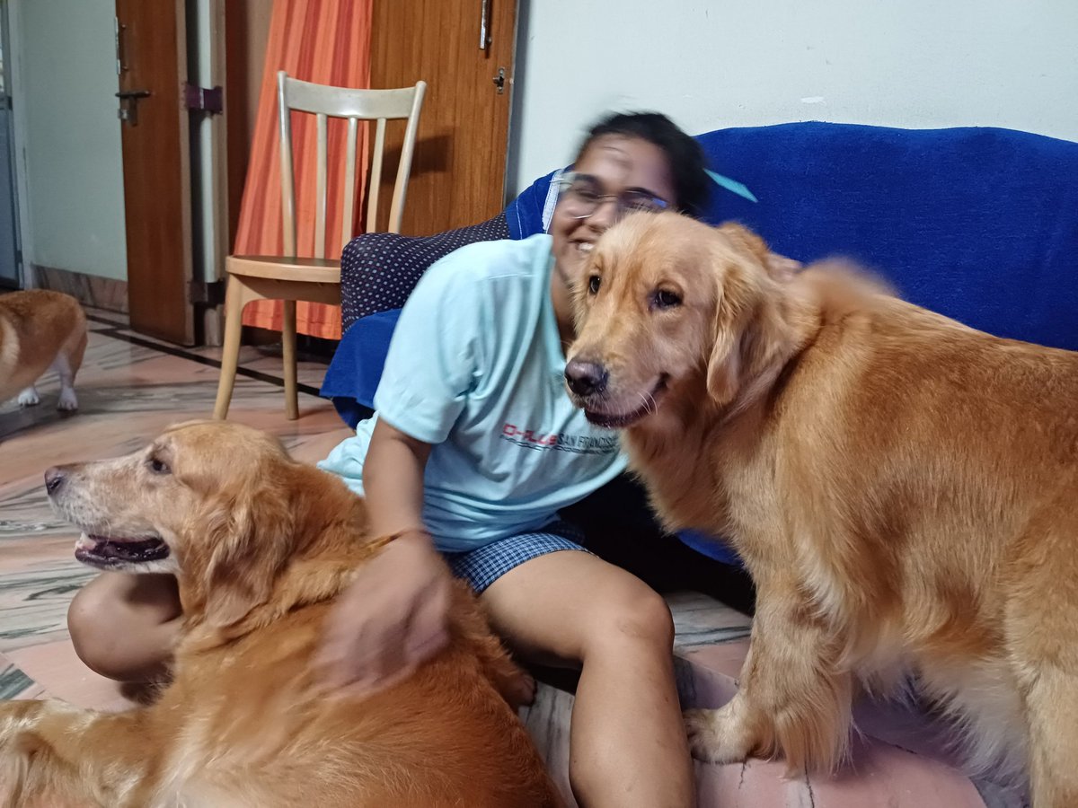 Umanshi9's tweet photo. Golden retriever ❤️😍 and corgis.
Any one want to corgis?
Ping me
#misti #mufasa #gini #halum #chini https://t.co/sgut7psfyp