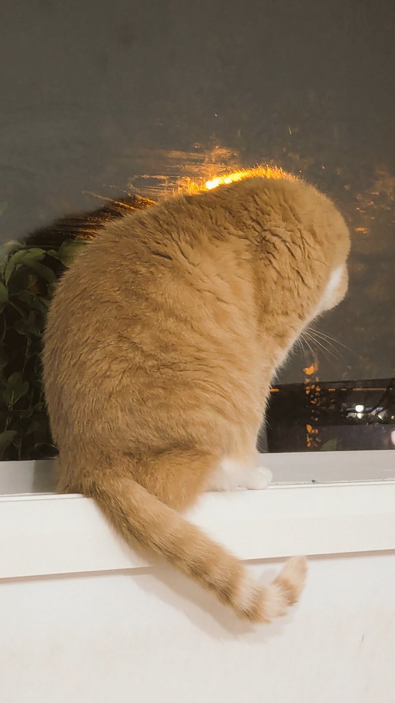czaxx's tweet photo. Angus watching Cat TV - tonight's show:  "The Brushtail Family" #CatsofTwittter https://t.co/CimEbEMsVT