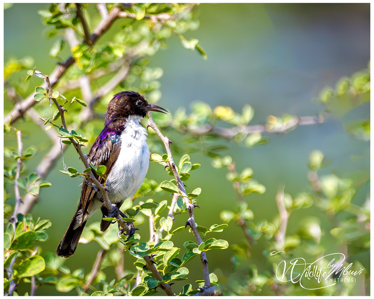 muthengimbuvi's tweet photo. Eastern Violet-backed Sunbird (Anthreptes orientalis)
📸Olorgesailie Prehistoric Site
#birding #birdlovers #birdsofkenya #birdingkenya #birdie #Birdwatching #birdslove #GenerationR #sunbirds #SunbirdSpectacle #sunbirdsofinstagram #sunbirdsofafrica #sunbirdsofkenya #tinybirds https://t.co/BgJlUpjDPJ