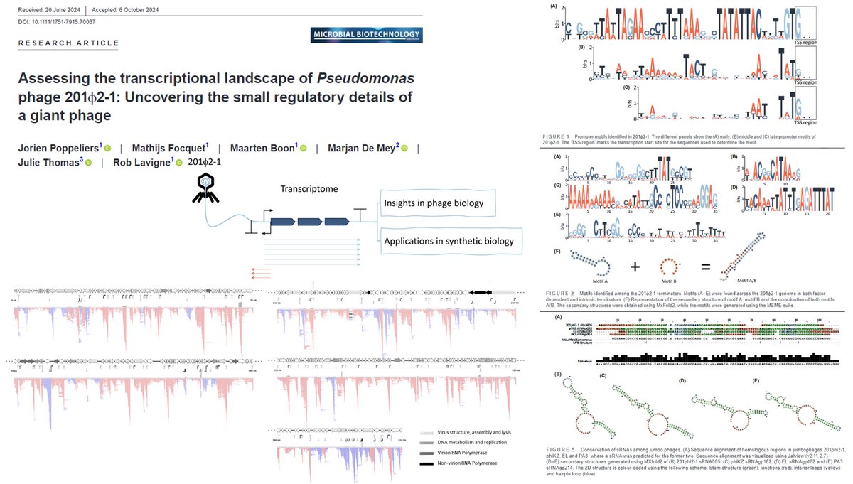 Rob Lavigne (@roblavigne1) on Twitter photo Go beyond #genome #sequencing !
Giant #Pseudomonas #phage #transcription landscape reveals novel #sRNA & regulatory elements. Relevant to phage #biology & #microbiology #SyntheticBiology
#research #Publication in <a href="/MicrobialBiote1/">Microbial Biotechnology (MBT)</a>
doi.org/10.1111/1751-7…
<a href="/ERC_Research/">European Research Council (ERC)</a> Go beyond #genome #sequencing !
Giant #Pseudomonas #phage #transcription landscape reveals novel #sRNA & regulatory elements. Relevant to phage #biology & #microbiology #SyntheticBiology
#research #Publication in <a href="/MicrobialBiote1/">Microbial Biotechnology (MBT)</a>
doi.org/10.1111/1751-7…
<a href="/ERC_Research/">European Research Council (ERC)</a>