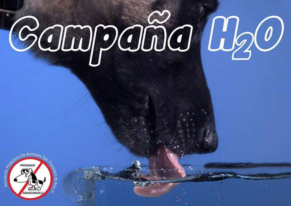 En estas épocas de alta temperatura no te olvides de poner agua fresquita en la puerta de tu casa para los callejeritos💦 ellos te lo van a agradecer 💙