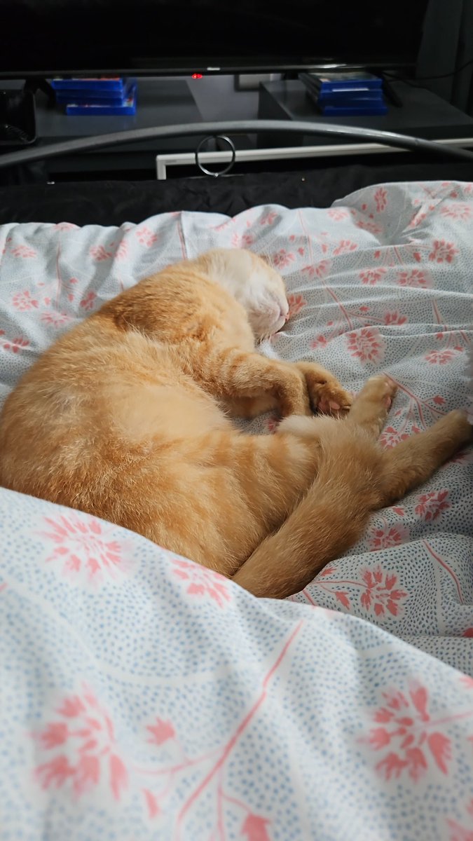 grazygal's tweet photo. @grazygal such a hard life for baby Nancy #cute https://t.co/lBUVx5Lrr6