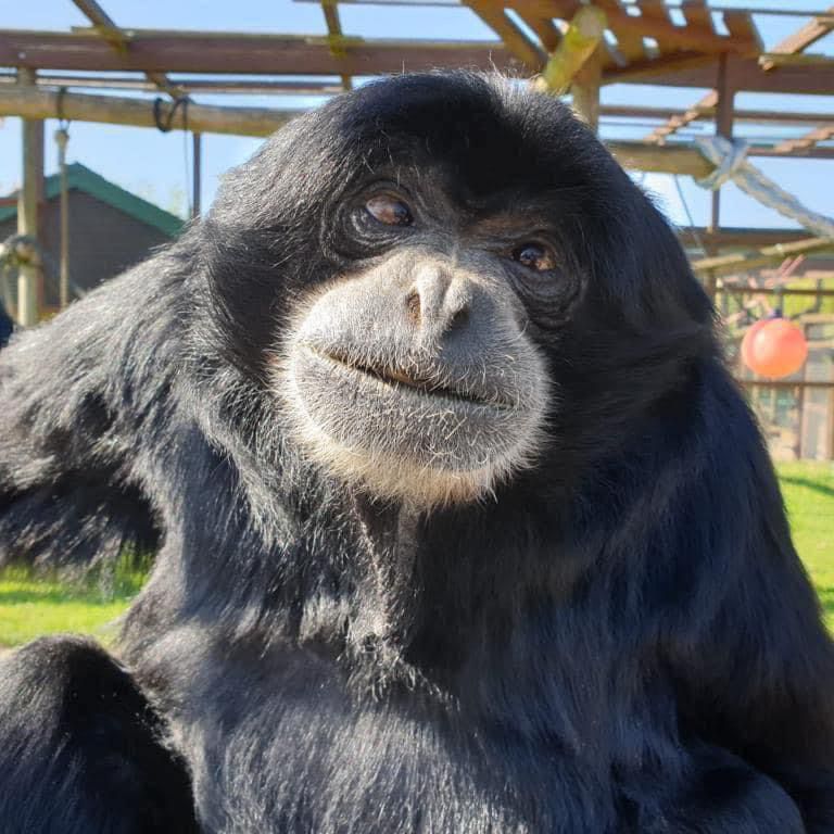 MonkeyIOW's tweet photo. We need your help. ❤️

Xhabu has had life-saving surgery after showing serious symptoms and vomiting. His condition worsened, requiring urgent vet care. 
We’re raising funds for his medical treatment. 
If you're able to help in any way, follow the link ⤵️
https://t.co/ZPIlVTWbd2 https://t.co/Mmqec32VoZ