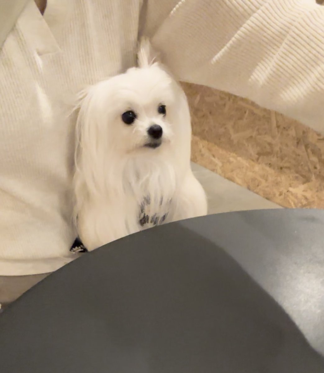 自分の料理が来ると思っている犬