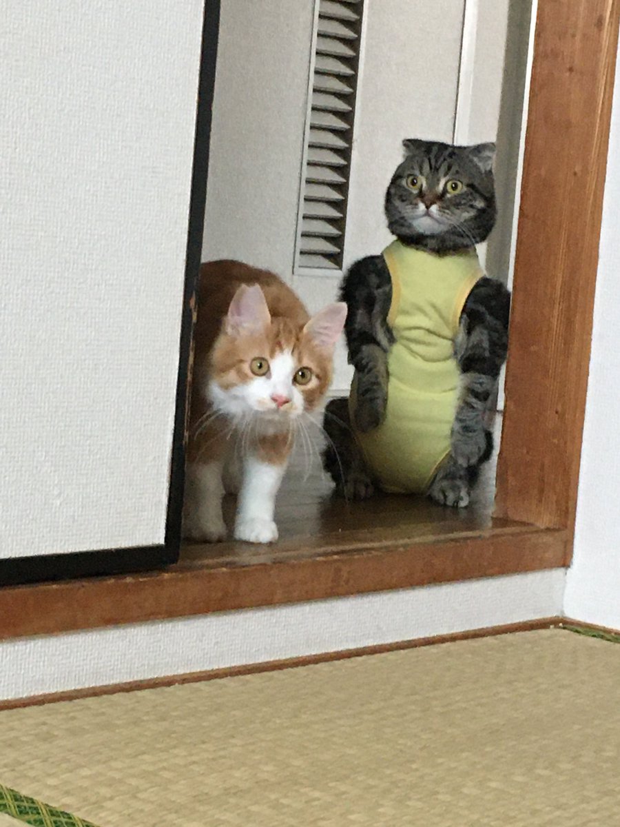 haine20190225's tweet photo. 他の方はパワーショルダーにならないみたいですね。。。？ https://t.co/jXsGwEB1ib