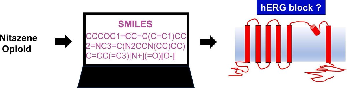 JMCC Plus (@jmccplus) on Twitter photo Recent work from Hancox et al <a href="/UoBrisPPN/">UoBrisPhysPharmNeuro</a> looked into the potential proarrhythmic effects of Nitazenes- a family of synthetic opioids whose use was recently highlighted in a <a href="/BBCNews/">BBC News (UK)</a> article
bbc.co.uk/news/articles/…
sciencedirect.com/science/articl…
<a href="/ISHR_ES/">ISHR European Section</a> <a href="/ISHR_NAS/">ISHR North American Section</a> #CardioTwitter Recent work from Hancox et al <a href="/UoBrisPPN/">UoBrisPhysPharmNeuro</a> looked into the potential proarrhythmic effects of Nitazenes- a family of synthetic opioids whose use was recently highlighted in a <a href="/BBCNews/">BBC News (UK)</a> article
bbc.co.uk/news/articles/…
sciencedirect.com/science/articl…
<a href="/ISHR_ES/">ISHR European Section</a> <a href="/ISHR_NAS/">ISHR North American Section</a> #CardioTwitter
