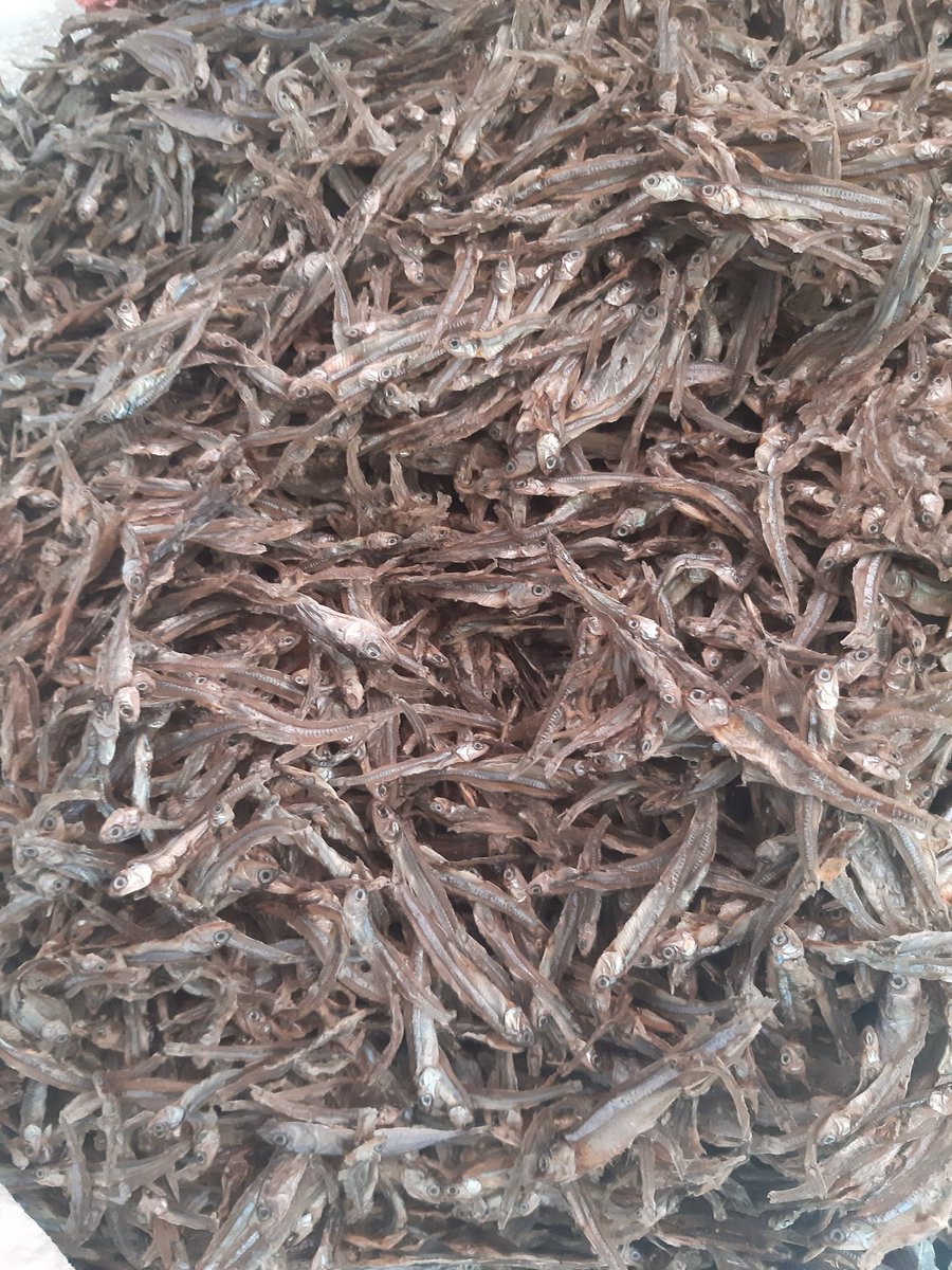 SenolinggiW's tweet photo. Selasa (29/10),Veny WS, Luhkan Kab. Tolitoli, Pengolahan ikan kering di Poklahsar Tembang Tanjung Kel. Sidoarjo, produksi Ikan teri kering bulan oktober 4120 kg, hrg 45.000/kg
#GiatLuhkanSatminkalBitung 
#LuhLapor
#Produksi https://t.co/S1mS4I1d8R