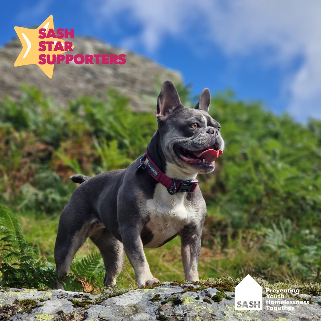 This week’s SASH Star Supporter is a dog called Sierra who would have been turning 5 today. Sierra’s owner, Hannah, joined the SASH fundraising team back at the start of October. Sadly, Sierra passed away suddenly during Hannah’s first week with us.

In honour of the wonderful