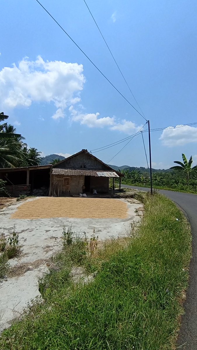 Padi menjadi beras 🤣