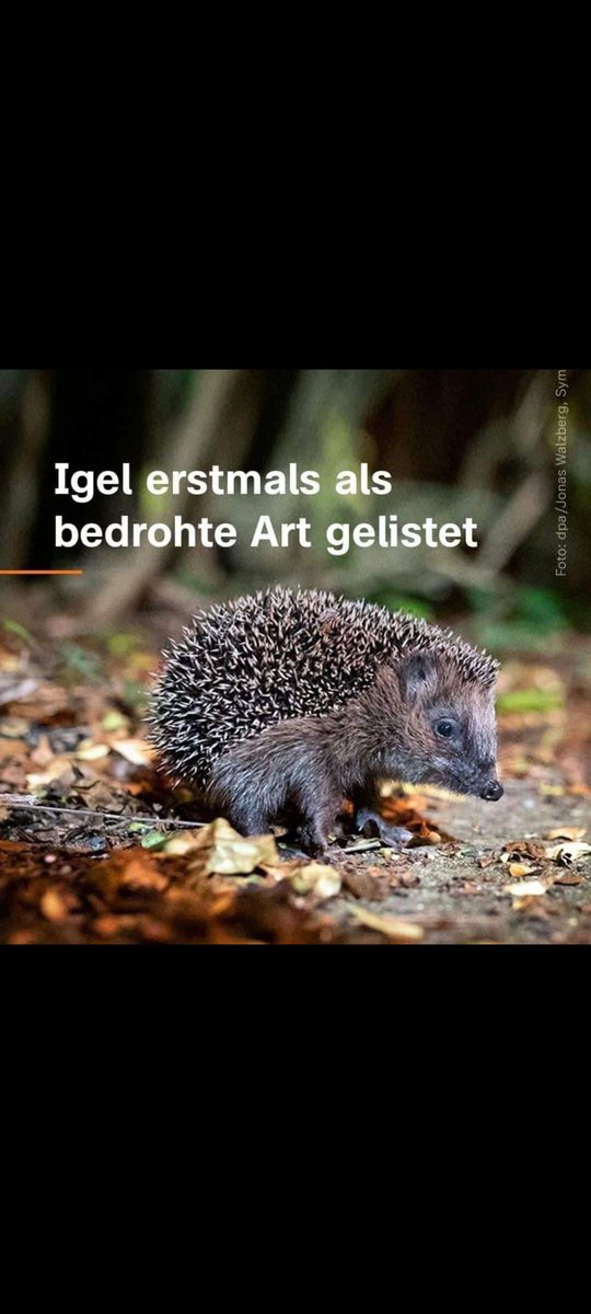 Was lang vorhergesehen wurde, ist nun Fakt: der Igel ist vom Aussterben bedroht. Letztes Jahr noch auf der Vorwarnliste. Der Rückgang der Population ist so rasant, dass es nur eine Frage der Zeit ist, bis diese Tiere, die es seit 60 Mio Jahren gibt, ganz von der Bildschwäche