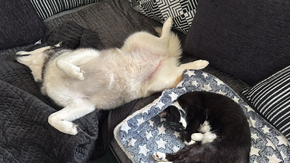 Folks ask me if Sox and Skye get on? Skye is playful. She loves animals/people and will try to play with Sox. He's older. He just naps and chases her off. They do nap together occasionally! Recently... Sox has been nuzzling her. So I think they are growing closer together 🥰