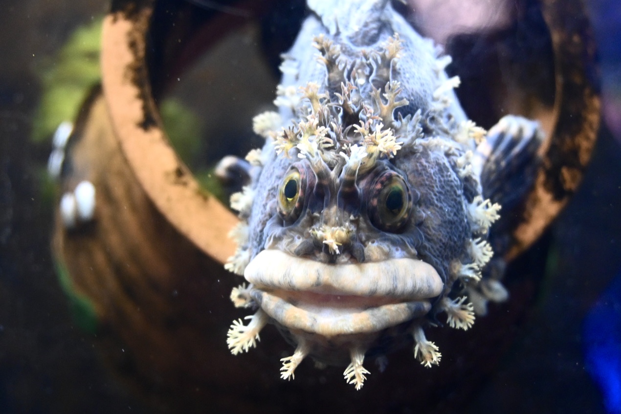 横浜・八景島シーパラダイス公式 on X: 