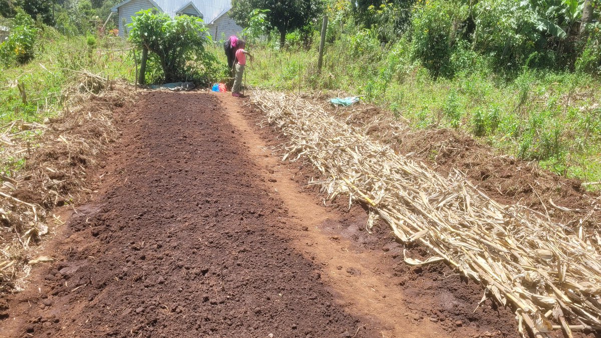 Excited to kick off my journey into #Managu farming! it's a beautiful start to something amazing. I Can't wait to see what this season has in store for me😊
#nurserybed
#MamaMboga