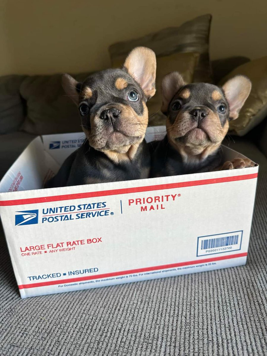 Frenchie Owners tweet media