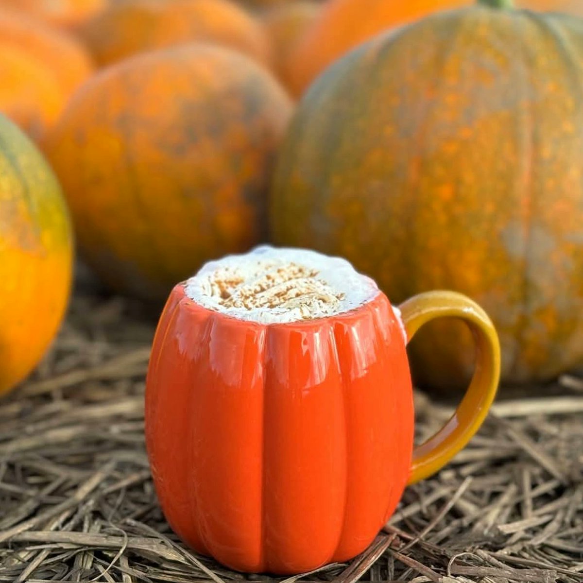 greatcoffeehcc's tweet photo. Pumpkin spice and all things nice! 🎃
Visit @craigies_farm_shop for a delicious pumpkin spice latte 😋
Thanks for this fab photo!
🧡 Henry’s Coffee
#coffee #coffeeblogger #coffeewithaview #pumpkin #photooftheday #pympkinspice #cosyseason #enjoy #greatcoffee https://t.co/KvheUjvG8o