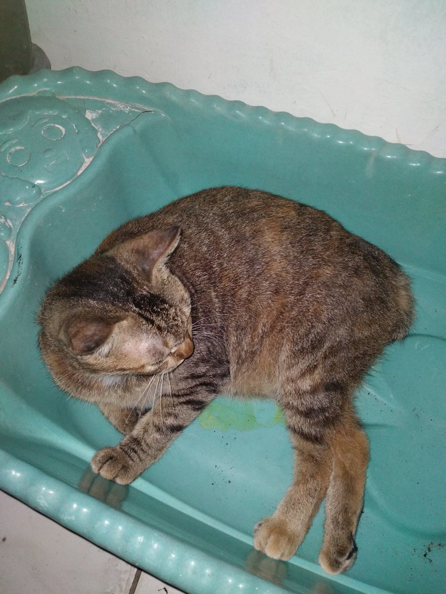 endofmarchh's tweet photo. @afrkml kucing aku yang beratnya 2x lipat bb newborn nih ners https://t.co/wzPUguHspP