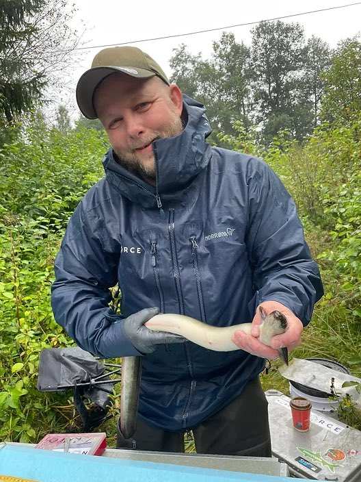 Did you know we are tracking European Eels in Southern Norway? Read more about why here:

bergentelemetry.com/post/tagging-o…