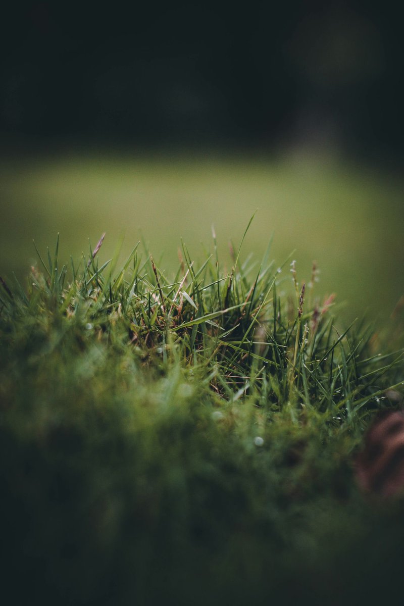 Préparer son gazon à l’automne, c’est lui donner un coup de pouce pour affronter l’hiver ! 🌱🍂 Scarifiez, tondez à la bonne hauteur, appliquez un engrais riche en potassium et ramassez les feuilles mortes. Votre gazon vous remerciera au printemps ! 💪🌿  #Automne #SFG #Gazon