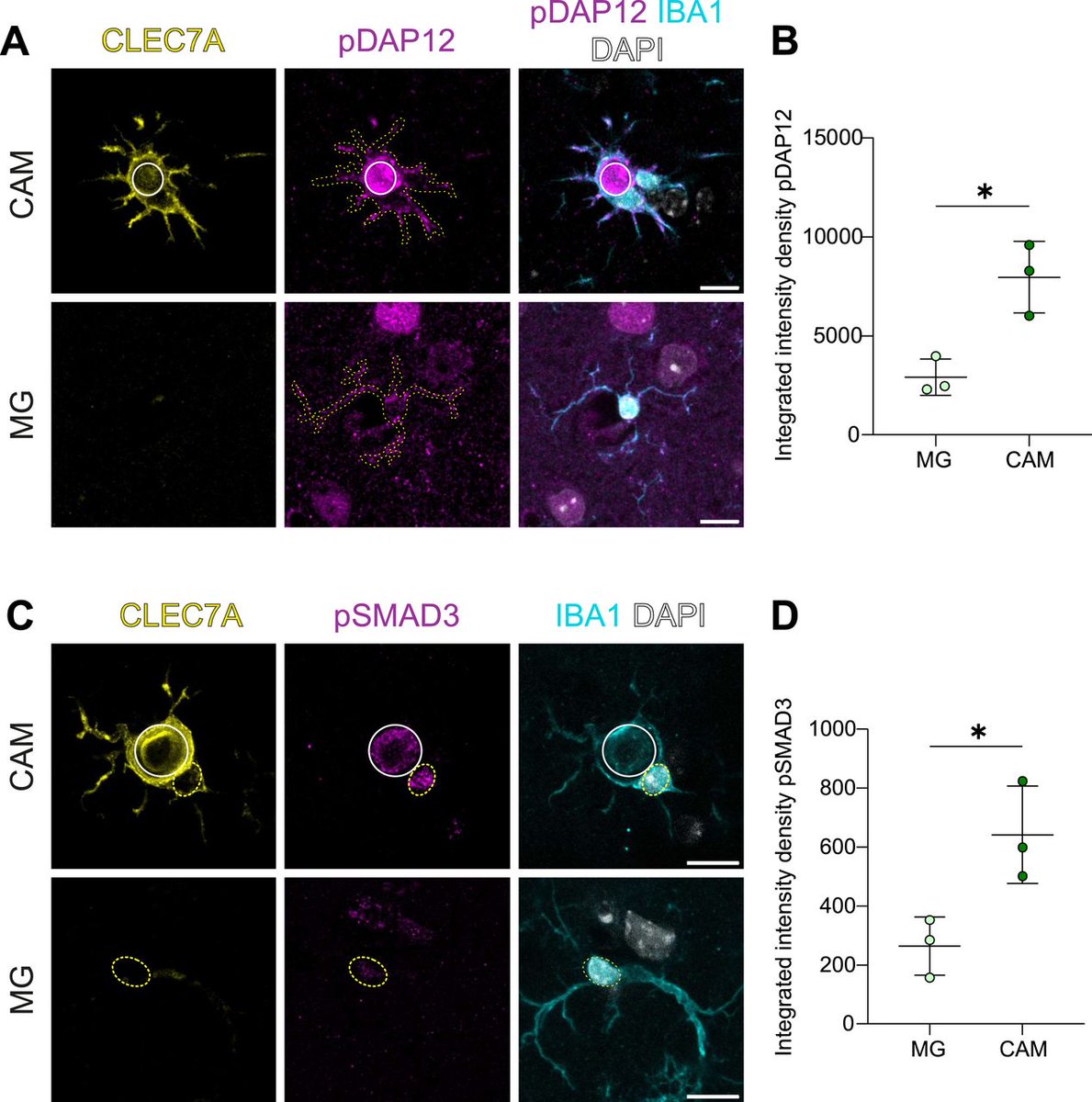 LifeScienceAlliance (@lsajournal) on Twitter photo Administration of TREM2 activating antibody shows limited impact on cerebrovascular calcification <a href="/akellerlab/">akellerlab</a> <a href="/UZH_en/">University of Zurich</a>
life-science-alliance.org/content/8/1/e2… Administration of TREM2 activating antibody shows limited impact on cerebrovascular calcification <a href="/akellerlab/">akellerlab</a> <a href="/UZH_en/">University of Zurich</a>
life-science-alliance.org/content/8/1/e2…
